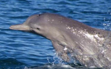 Populacja delfinów na północnym wybrzeżu Australii stanowi czwarty odrębny gatunek; źródło: Guido Pa