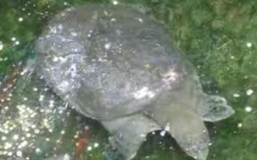 Zmarła ostatnia samica jednego z najrzadszych żółwi świata?