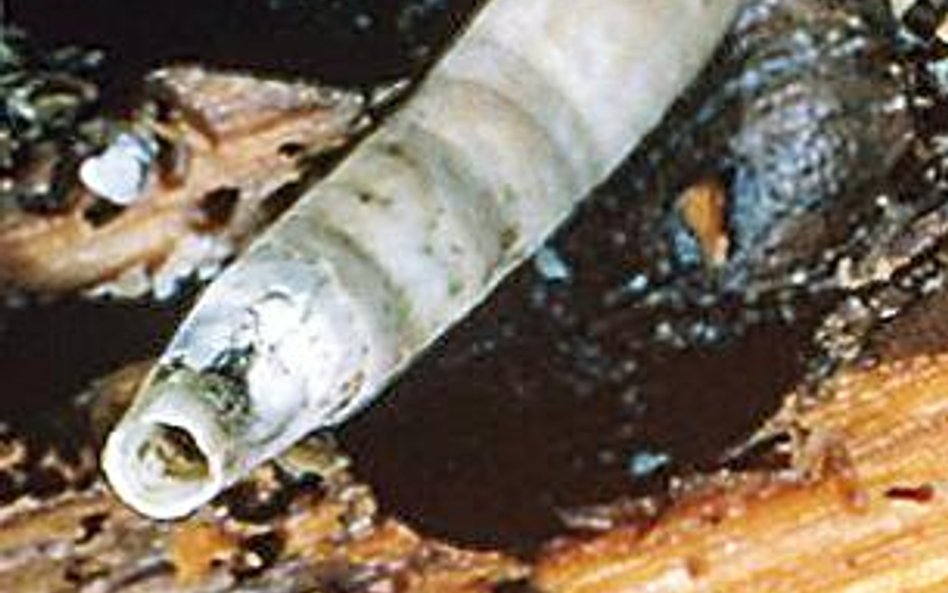 Świdraki drążą każde drewno