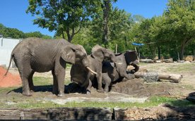 Wśród wielkich roślinożerców obdarownych przez CPK są słonie mieszkające w warszawskim zoo