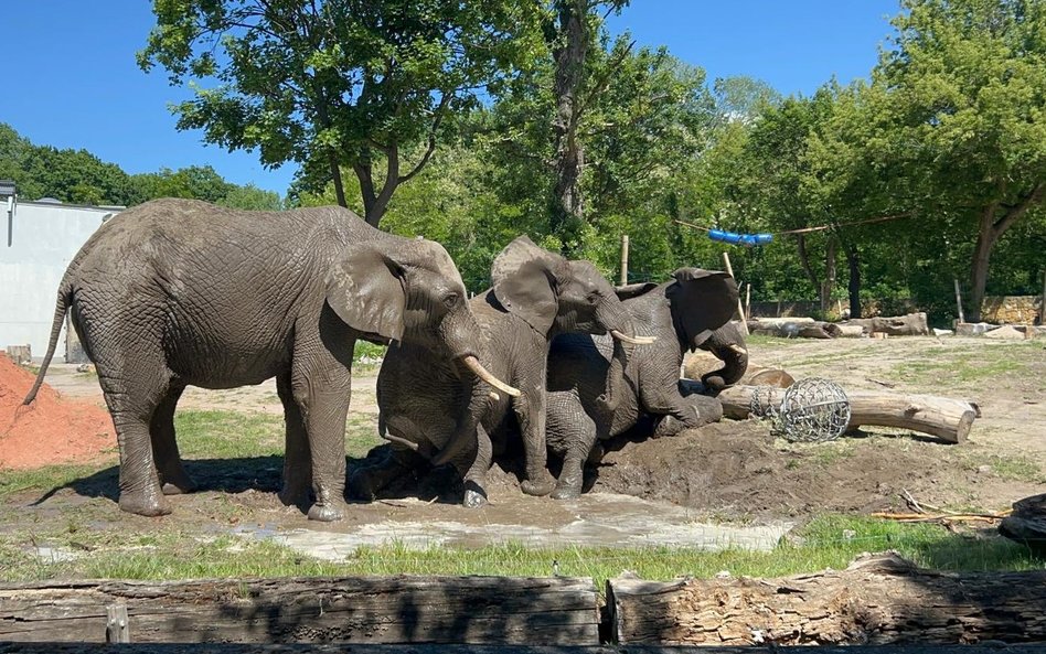 Słonie w warszawskim zoo