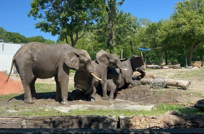 Słonie w warszawskim zoo