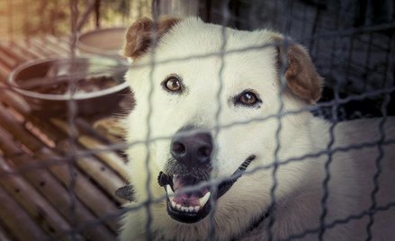 Bezdomności zwierząt nie pomoże ich wyłapywanie