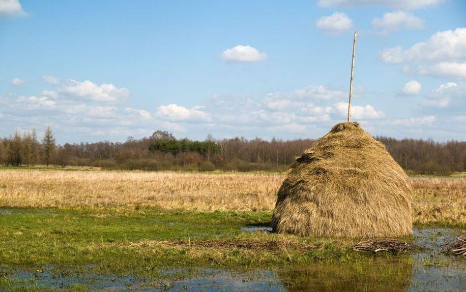 Firmy masowo inwestują w zieloną energię