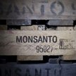 UE: Apel do europosłów o śledztwo w sprawie Monsanto