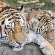Tygrys z zoo w Nowym Jorku zakażony koronawirusem