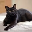 Czarnego kota nie adoptujesz w okolicach Halloween