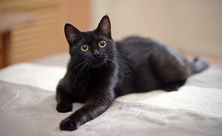 Czarnego kota nie adoptujesz w okolicach Halloween