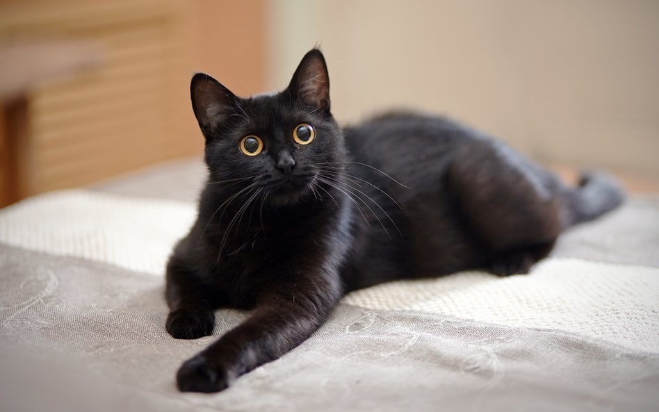 Czarnego kota nie adoptujesz w okolicach Halloween