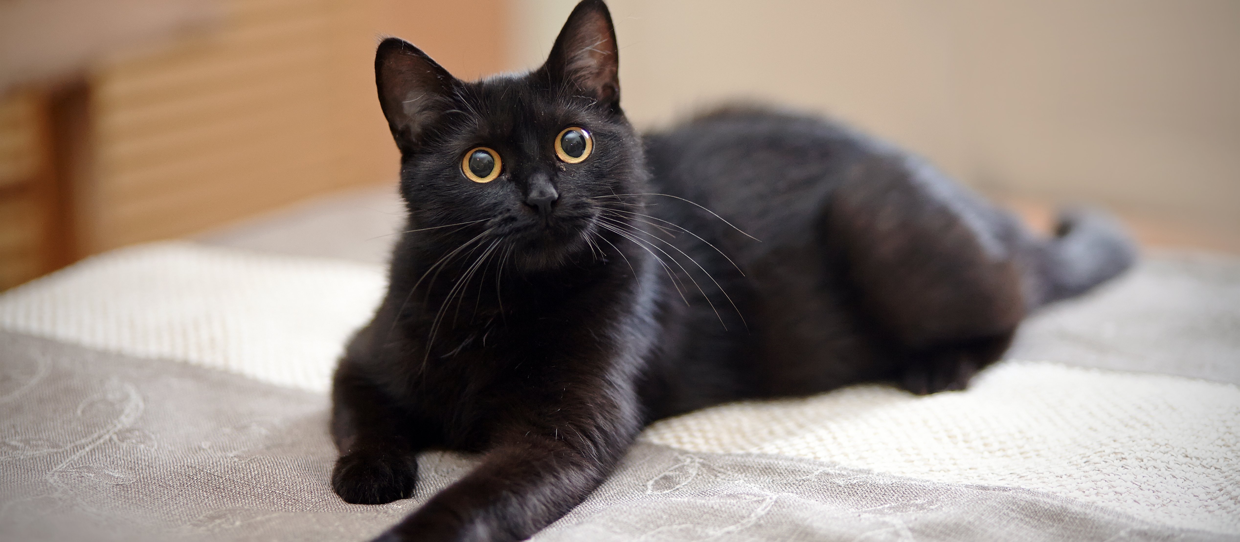 Nie dla adopcji czarnych kotów. Hiszpańskie miasto z tymczasowym zakazem w okresie Halloween