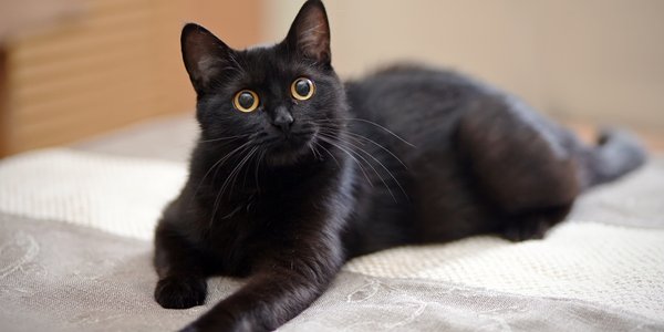 Over 400 Cats Saved from Slaughter; Some Died in Shelter