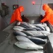 Rosyjskie ryby odpłyną z Unii do Chin. Rybacy już liczą straty