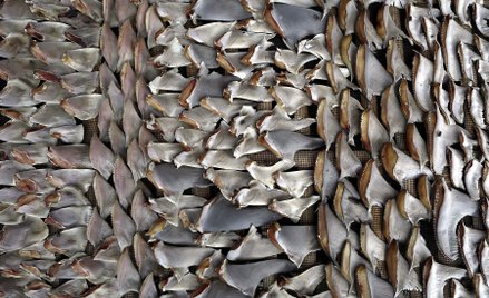 Kolumbia: Skonfiskowano 3,5 tys. płetw rekina. Miały trafić do Hongkongu