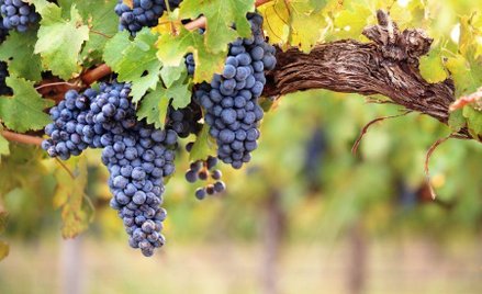 Francja: wcześniej winobranie, większe zbiory