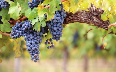 Francja: wcześniej winobranie, większe zbiory