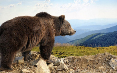 Atak niedźwiedzia w Bieszczadach. Ranny trafił do szpitala