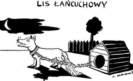 Komentarz rysunkowy. Lis łańcuchowy