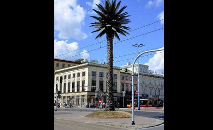 Warszawa: Dlaczego palma na rondzie de Gaulle'a usycha?