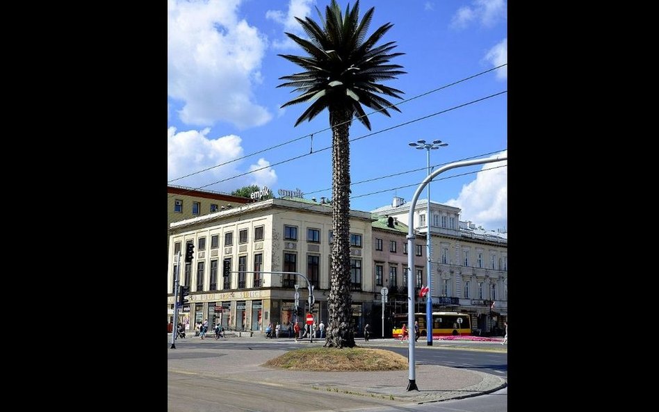 Warszawa: Dlaczego palma na rondzie de Gaulle'a usycha?