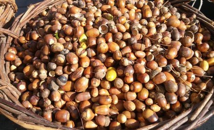 Trwa zbiórka orzechów i żołędzi dla zwierząt ze stołecznego zoo.