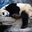 Śpiące pandy w pekińskim ZOO