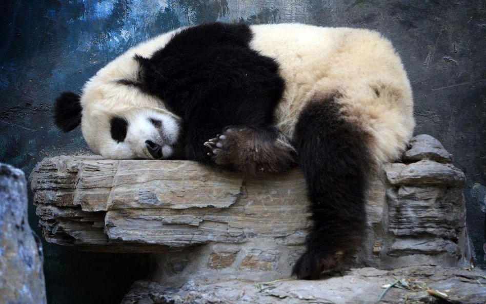 Śpiące pandy w pekińskim ZOO