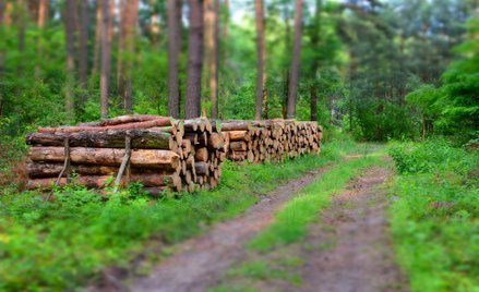 Polski sąd nie skontroluje podstawy prawnej wycinki w Puszczy Białowieskiej – postanowienie NSA