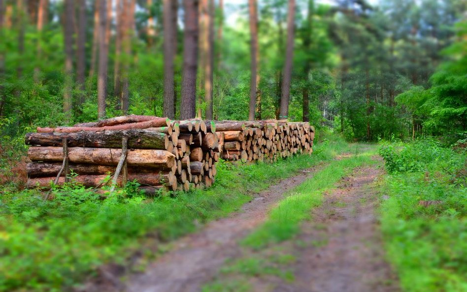Wycinka w obszarze Natura 2000 może zagrozić środowisku - wyrok NSA