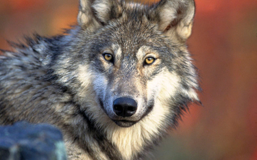 USA: Wilk szary ocalony przed wyginięciem. "Wyrok śmierci"