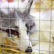 Norwegia zakaże hodowli zwierząt futerkowych