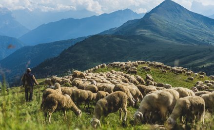Górale używali jodłowania do nawoływania bydła pasącego się na górskich halach