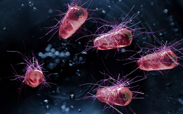 Skąd bakterie wiedzą jak wywołać infekcję?