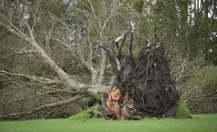 Meteorolodzy ostrzegają, że Orkan Ciaran może nieść ze sobą silne wichury oraz ulewne opady.