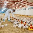 Z farm drobiu w Polsce pochodzi co piąty kurczak sprzedawany w Unii Europejskiej. Od 2016 r. Polska 