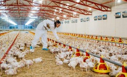 Z farm drobiu w Polsce pochodzi co piąty kurczak sprzedawany w Unii Europejskiej. Od 2016 r. Polska 