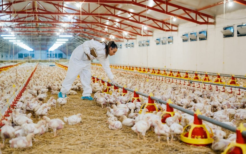 Z farm drobiu w Polsce pochodzi co piąty kurczak sprzedawany w Unii Europejskiej. Od 2016 r. Polska 