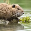Nutrie w Rybniku. Kiedyś były maskotkami miasta, dziś trzeba się ich pozbyć