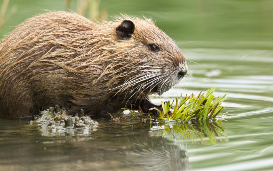 Nutrie w Rybniku. Kiedyś były maskotkami miasta, dziś trzeba się ich pozbyć