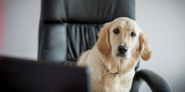 Pies obrońcą domowej firmy? Fiskus zmienia interpretację i zgadza się na odliczenie VAT