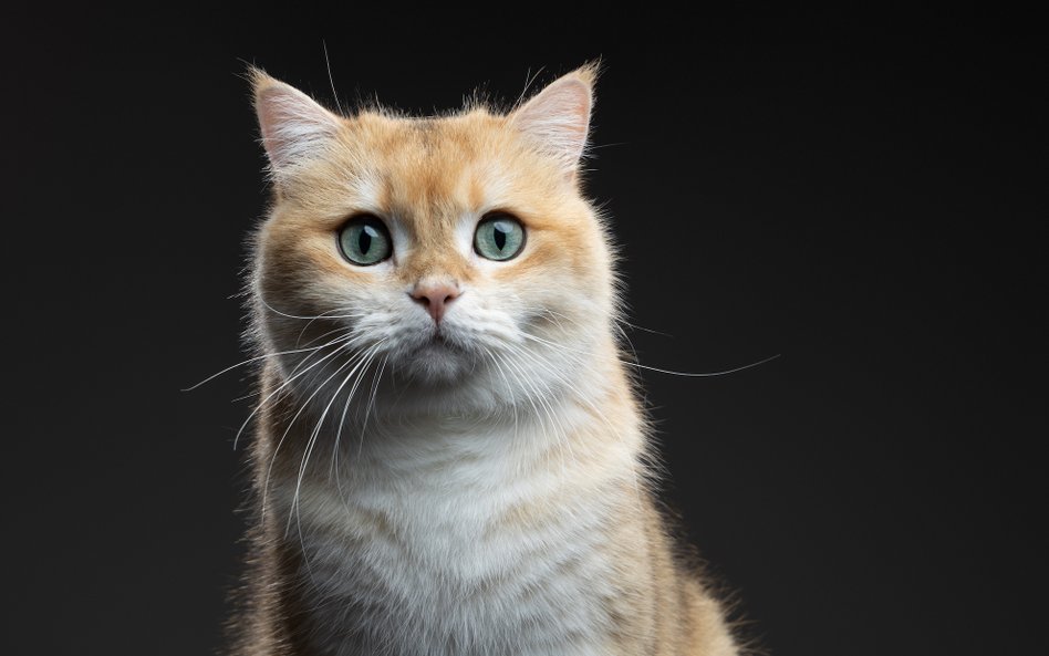Program obejmuje również działania w zakresie opieki nad kotami wolno żyjącymi.