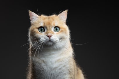 Program obejmuje również działania w zakresie opieki nad kotami wolno żyjącymi.