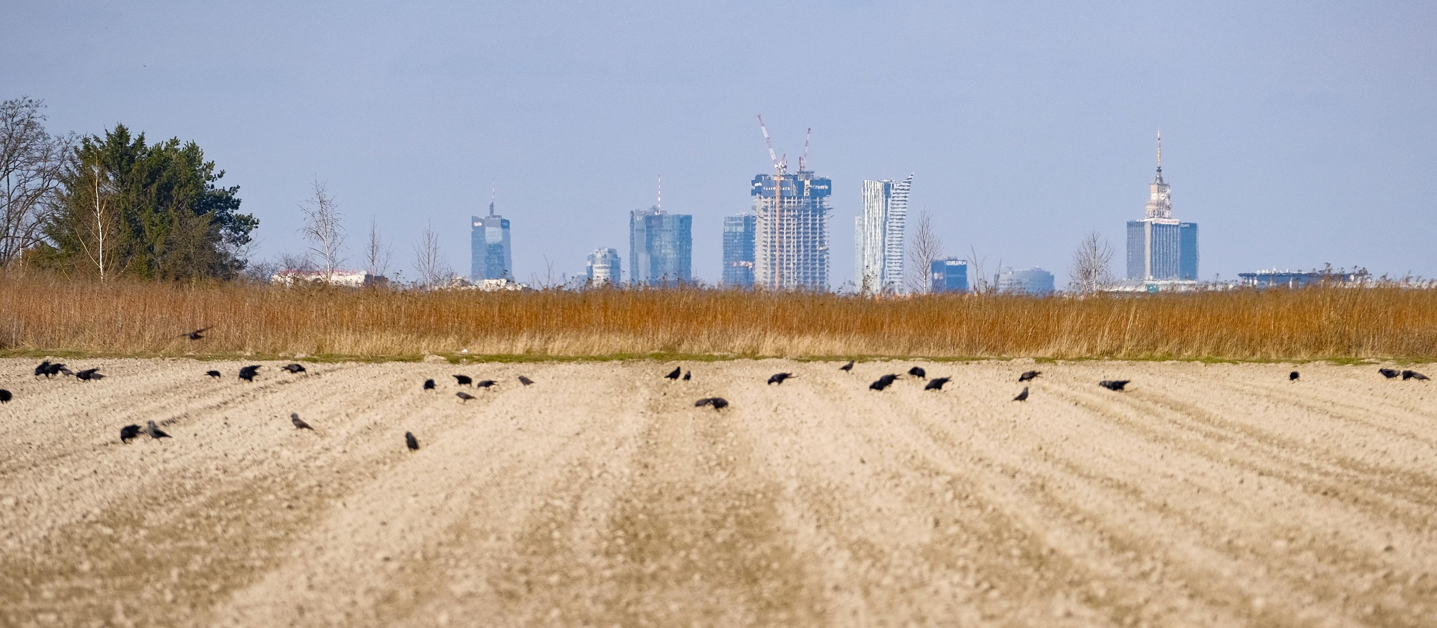 Na miejscu pól kapusty w miastach mają powstać bloki