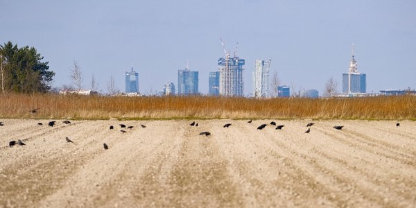 Na miejscu pól kapusty w miastach mają powstać bloki
