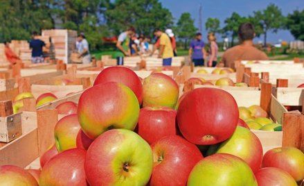 Polak na saksach uważa, że jest najlepszy. Reszta to szmaty i debile