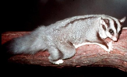 Lotopałanka karłowata. Fot. Figaro