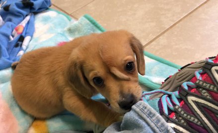 Wyjątkowy szczeniak Narwal. Ma dodatkowy ogon na głowie