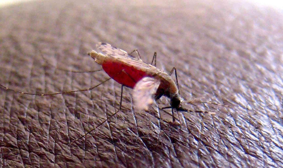 Choroba Przenoszona Przez Komary Krzyżówka Afryka: Ważny krok w walce z chorobą groźniejszą niż COVID. WHO zaleca