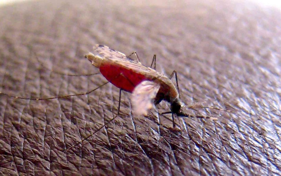 Malaria to choroba przenoszona przez komary