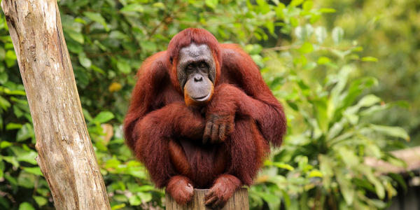 Człowiek poznał kolejną tajemnicę orangutana. Naczelny potrafi się leczyć
