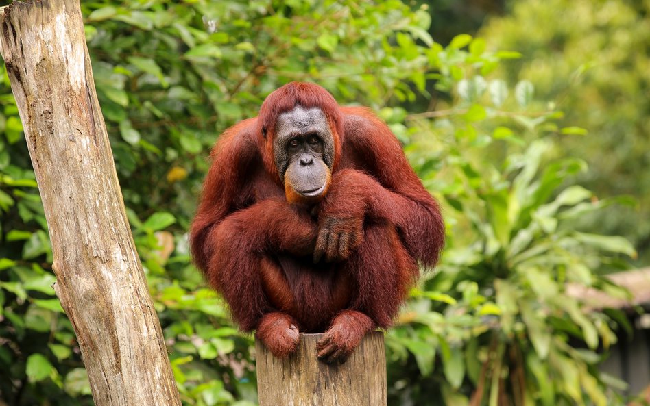 Orangutan